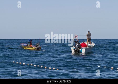 Panga filets réglage pêcheur, Isla San Marcos, Golfe de Californie (Mer de Cortez), Baja California Sur, au Mexique, en Amérique du Nord Banque D'Images