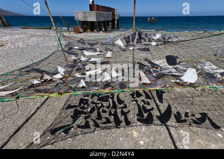 Les nageoires de requin séchant au soleil, Golfe de Californie (Mer de Cortez), Baja California Sur, au Mexique, en Amérique du Nord Banque D'Images