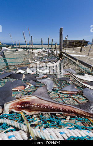 Les nageoires de requin séchant au soleil, Golfe de Californie (Mer de Cortez), Baja California Sur, au Mexique, en Amérique du Nord Banque D'Images