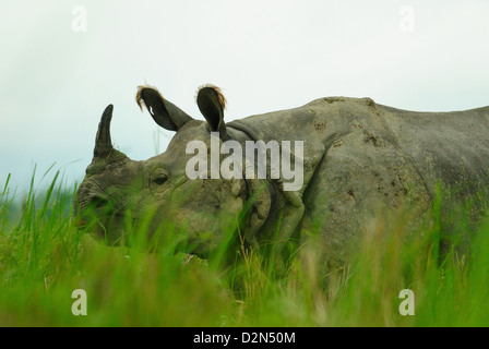 Un rhinocéros unicornes dans le parc national de Kaziranga, Assam, Inde, Asie Banque D'Images