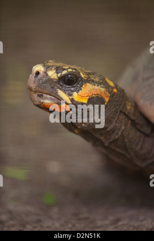 Red-footed Tortue Chelonoidis carbonaria (Geochelone). Portrait. Des profils. Originaire d'une grande partie du nord de l'Amérique du Sud. Banque D'Images