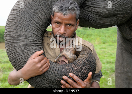 Un éléphant avec son cornac, animal de Kaziranga, Assam, Inde, Asie Banque D'Images