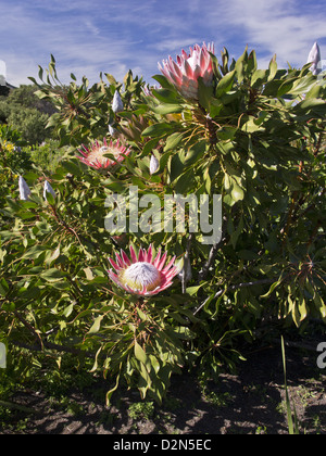 (Photo:PROTEA Protea King) un arbuste rare de Fynbos à Western Cape, Afrique du Sud Banque D'Images