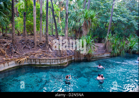 Mataranka thermal pool dans l'outback du Territoire du Nord, Australie, Pacifique Banque D'Images