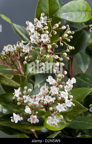 Laurustinus (Viburnum tinus) toujours verte winter-flowering arbuste en fleurs, dans un jardin, Dorset, England, UK Banque D'Images