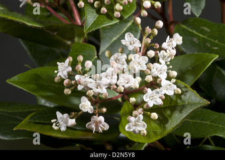 Laurustinus, Viburnum tinus - evergreen winter-flowering arbuste en fleurs. Jardin, Dorset. Banque D'Images