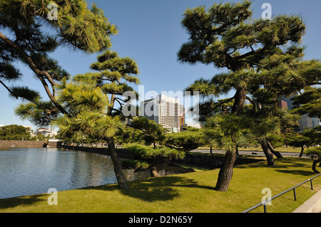 Parc Hibiya avec pins et blocs de bureau moderne derrière, Tokyo, Japon Banque D'Images