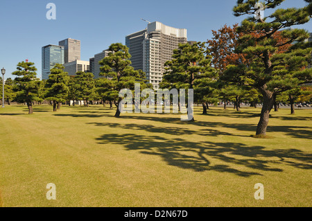 Parc Hibiya avec pins et blocs de bureau moderne derrière, Tokyo, Japon Banque D'Images