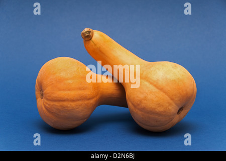 Deux de courge Butternut sur fond bleu Banque D'Images