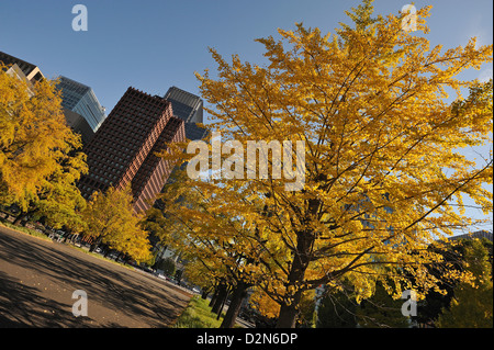 Ginko arbres dans couleurs d'automne en plein parc Hibiya avec office-blocs derrière, Tokyo, Japon Banque D'Images