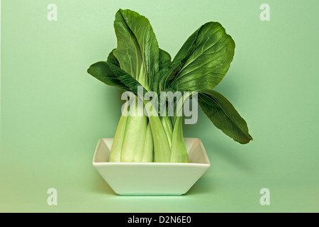 Paire de pak choi dans square bowl contre un fond vert menthe Banque D'Images