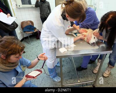 Sirius Husky se trouve sur une civière comme le sang est pris de lui à la clinique pour animaux de compagnie à Berlin, Allemagne, le 14 janvier 2013. Le petit snimal Clinic de l'Université Libre de Berlin a été la première institution offrant une banque de sang pour chiens et chats en 1996. Photo : Stephanie Pilick Banque D'Images