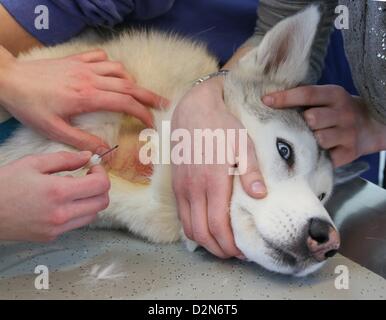 Sirius Husky se trouve sur une civière comme le sang est pris de lui à la clinique pour animaux de compagnie à Berlin, Allemagne, le 14 janvier 2013. Le petit snimal Clinic de l'Université Libre de Berlin a été la première institution offrant une banque de sang pour chiens et chats en 1996. Photo : Stephanie Pilick Banque D'Images