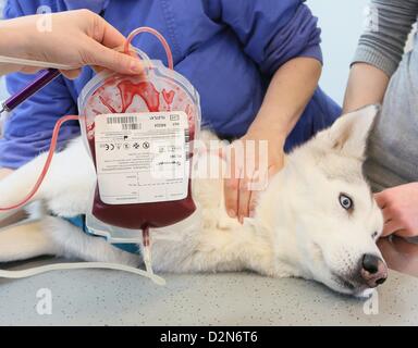 Sirius Husky se trouve sur une civière comme le sang est pris de lui à la clinique pour animaux de compagnie à Berlin, Allemagne, le 14 janvier 2013. Le petit snimal Clinic de l'Université Libre de Berlin a été la première institution offrant une banque de sang pour chiens et chats en 1996. Photo : Stephanie Pilick Banque D'Images