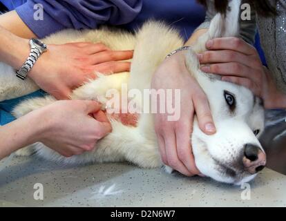 Sirius Husky se trouve sur une civière comme le sang est pris de lui à la clinique pour animaux de compagnie à Berlin, Allemagne, le 14 janvier 2013. Le petit snimal Clinic de l'Université Libre de Berlin a été la première institution offrant une banque de sang pour chiens et chats en 1996. Photo : Stephanie Pilick Banque D'Images