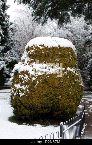 If d'or bush en hiver avec la neige. Banque D'Images