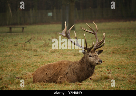 Deer s'asseoir à Wollaton Hall et Deer Park Banque D'Images