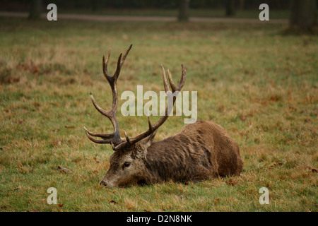 Deer s'asseoir à Wollaton Hall et Deer Park Banque D'Images