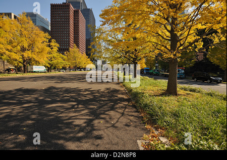 Ginko arbres dans couleurs d'automne en plein parc Hibiya avec office-blocs derrière, Tokyo, Japon Banque D'Images