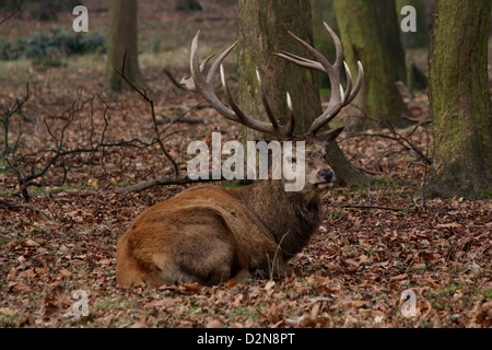 Deer assis sur les feuilles dans les bois Banque D'Images