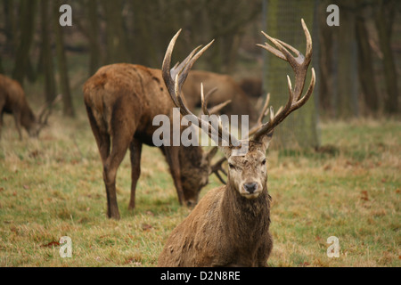 Portrait d'un cerf Banque D'Images