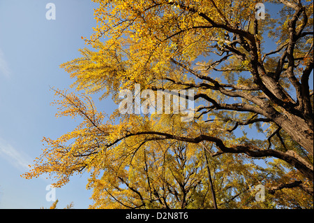 Ginko arbres dans couleurs d'automne en plein parc Hibiya, Tokyo, Japon Banque D'Images