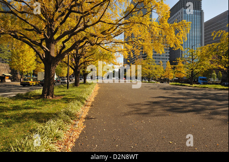 Ginko arbres dans couleurs d'automne en plein parc Hibiya avec office-blocs derrière, Tokyo, Japon Banque D'Images