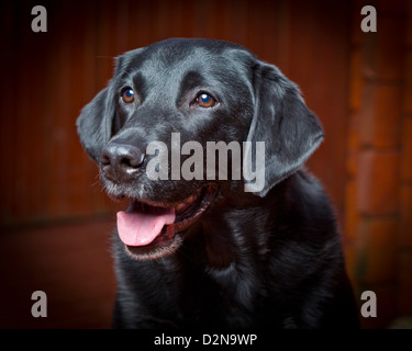 Labrador noir. Jeune mâle chien-guide pour les aveugles. Banque D'Images