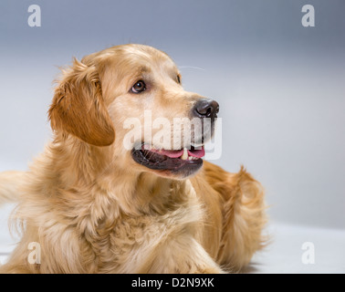 Portrait de jeune homme.Golden Retriever chien-guide pour les aveugles Banque D'Images