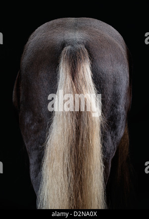 Portrait de cheval islandais, Islande Banque D'Images