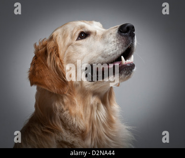 Portrait de jeune homme.Golden Retriever chien-guide pour les aveugles Banque D'Images