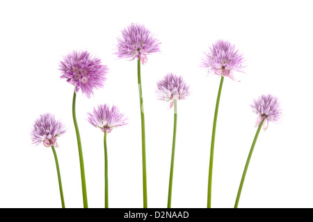 Allium schoenoprasum ciboulette fleurs isolé sur fond blanc. Banque D'Images