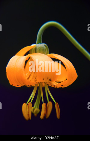 Tiger Lily in Bloom dans les montagnes Siskiyou, Oregon. Banque D'Images