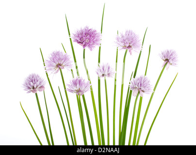 Allium schoenoprasum ciboulette fleurs isolé sur fond blanc. Banque D'Images