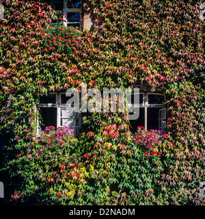 Fenêtres entourées de lierre avec feuillage automne Forêt Noire Allemagne Banque D'Images