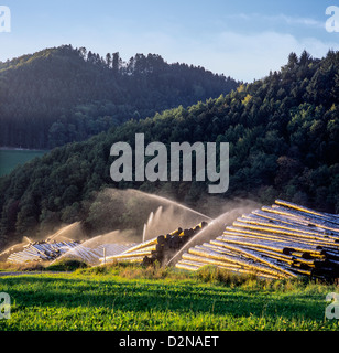 Grumes d'arbres arrosage pour les empêcher de sécher Forêt Noire Allemagne Banque D'Images