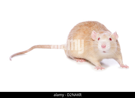 Rat albinos découpe studio Banque D'Images