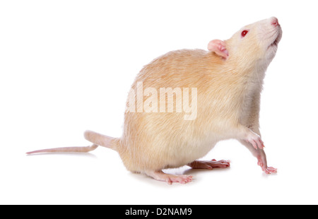 Rat albinos découpe studio Banque D'Images
