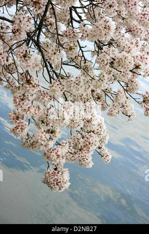 Fleur de cerisier blanc accroché au-dessus de l'eau membres Banque D'Images