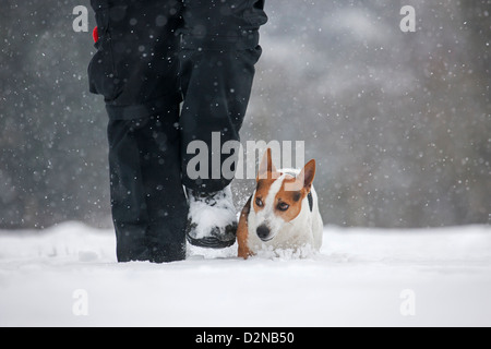 Jack Russell Terrier dog walking avec propriétaire dans la neige durant l'hiver dans la neige Banque D'Images