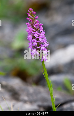 Orchidée parfumée commun Gymnadenia conopsea close-up de fleur Banque D'Images