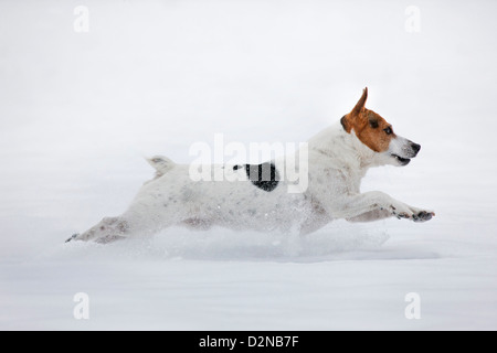 Jack Russell Terrier chien qui court dans la neige durant l'hiver de neige Banque D'Images