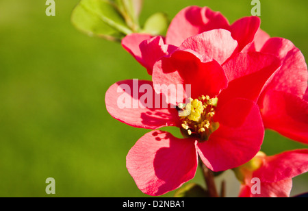 Flowering Quince (Chaenomeles superba) Banque D'Images