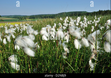 Breitblaettriges Wollgras Eriophorum latifolium) Coton de l'• Ries, Bayern, Deutschland Banque D'Images