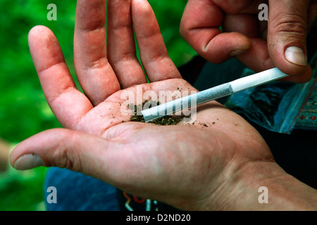 L'homme fait une cigarette avec la marihuana Banque D'Images