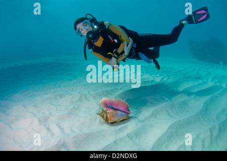 Femme de plongée sous marine et d'une belle coquille de conque sur un fond de sable aux Bahamas Banque D'Images