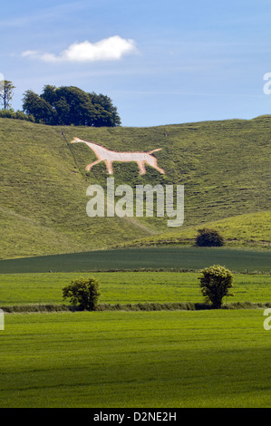 Winfield cheval blanc qui est l'un des célèbres chevaux de craie blanche de Wiltshire prises à Winfield près de Calne, Wiltshire Banque D'Images