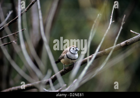 L'Australie, faune, oiseaux, double-prescription finch (Taeniopygia bichenovii). Banque D'Images