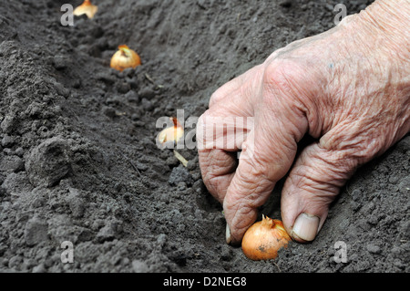 Senior woman la plantation d'oignons dans le potager Banque D'Images