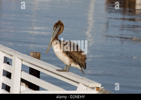 Un jeune Pélican brun (Pelecanus occidentalis) à Old Fisherman's Wharf, Monterey, Californie Banque D'Images